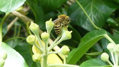 Wildbienenprojekt